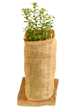 Load image into Gallery viewer, 100 pack of Eco Gards with stakes and mats