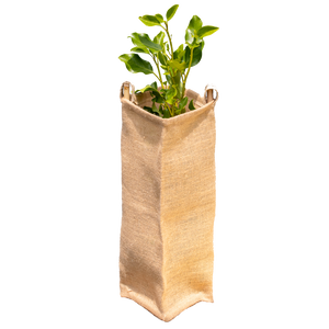 Biodegradable Eco Gard surrounding a young tree