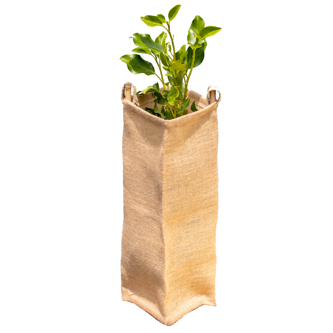 Biodegradable Eco Gard surrounding a young tree