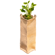 Biodegradable Eco Gard surrounding a young tree