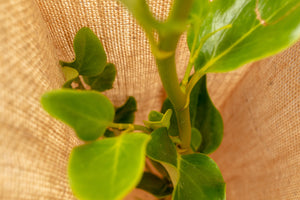 Close-up photo of a plant protected by an Eco Gard